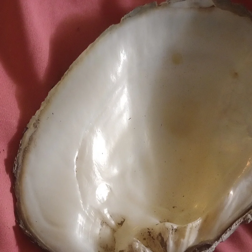 Smudging shell - Picture 3 of 4